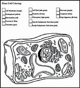 Cell K12 Blood Multiplication Getdrawings Organelle Printablemultiplication Sparingly sketch template