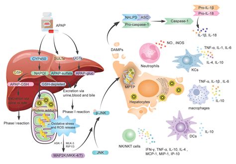 biology  full text  dual role  innate immune response