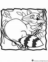 Coloring Raccoon Pages Printable Print Everfreecoloring Popular Animal sketch template