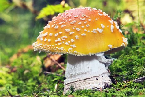 fungi mushroom poisonous  stock photo public domain pictures