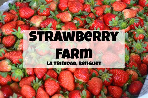 La Trinidad Strawberry Farm Benguet