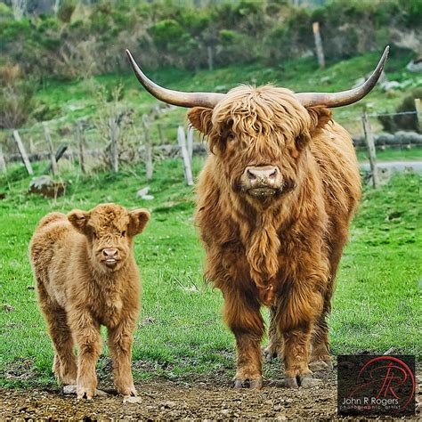 highland cattle        city flickr