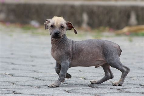 pics  hairless dogs dogs dog information dog breeds pictures