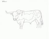 Coloring Longhorn Pages Texas Head Popular Library Clipart Coloringhome Line sketch template