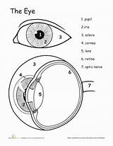 Eye Science Human Worksheets Anatomy Body Worksheet Grade Coloring Eyes Kids Awesome Education Parts Life Biology Lesson Study Color Kindergarten sketch template