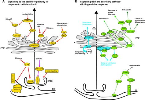 signalling     secretory pathway journal  cell science