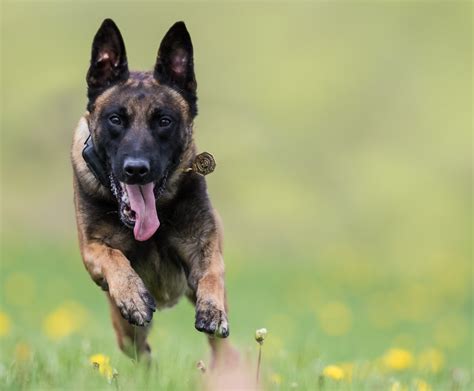 meet  state police dogs  patrol  capital region