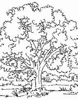 Coloriage Branche Bouleau Colorier sketch template