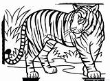 Tiger Tooth Coloring Saber Getcolorings Pages Printable sketch template