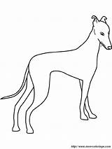 Greyhound Galgo Whippet Windhund Dibujo Coloriage Perros Levriero Cane Hound Ausmalbild Espanol Imprimer Colorear2000 Caso sketch template