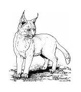 Lynx Coloring Drawing sketch template
