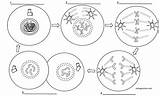 Mitosis Interphase Telophase Describes Anaphase Metaphase Prophase sketch template