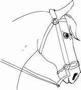 Horse Drawing Bridle Easy Draw Simple Horses Head Getdrawings Alien Kids Doodles sketch template