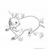 Gopher Coloring Prairie Dog Pocket Sitting Pages Coloringpages101 Kids sketch template