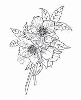Lenten Hellebores Roses Digi Rose Ppi Sheet Ready Print sketch template
