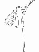 Snowdrop Coloring Pages Drawing Printable Flower Snowdrops Flowers Colouring Sheets Drawings Stained Glass Illustration sketch template