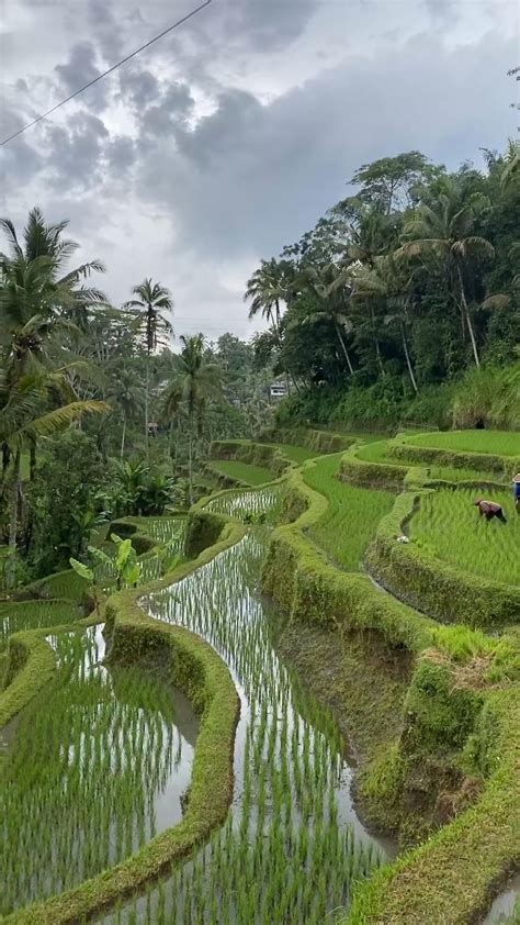 5 Eye Soothing Rice Fields You Should Visit In Bali Artofit