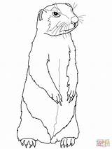 Prairie Dog Coloring Pages Drawing Gopher Printable Color Animal Ground Squirrel Drawings Animals sketch template