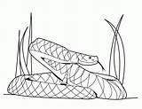 Python Burmese Snakes Coloringme sketch template