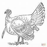 Turkeys sketch template