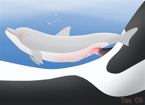 rule 34 blush cetacean dolphin female feral male marine orca