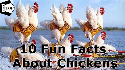 10 Fun Facts About Chickens Youtube