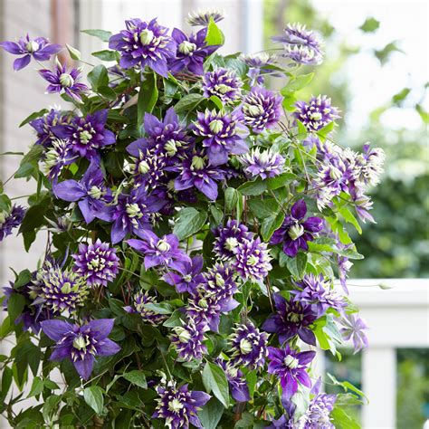 Flashy Potted Plant For Sale Online Clematis – Easy To Grow Bulbs