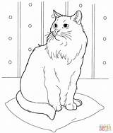 Coloring Pages Persain Cat Printable Popular Persian sketch template