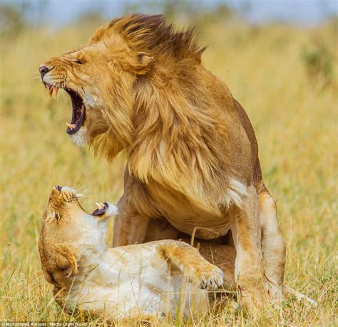 Incredible Photos Capture Daily Lives Of Lion Pride At