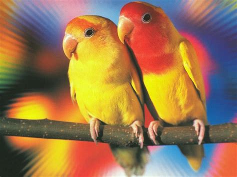 Cute Love Birds Loving Wallpapers Colorful Kissing Birds