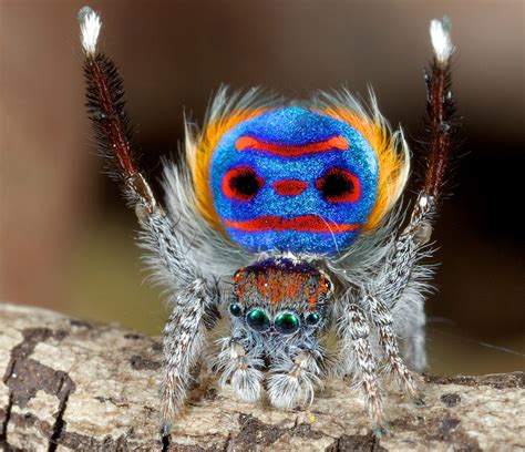 australia s peacock spiders so cute even arachnophobes