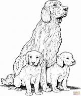 Labrador Coloring Pages Puppies Printable Retriever Dogs Golden Skip Main Drawing Colorir Para Adults sketch template