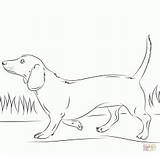Coloring Dachshund Related Pages sketch template