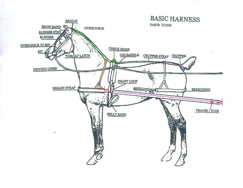 draft horse harness diagram diagram