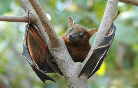 filelesser short nosed fruit bat cynopterus brachyotisjpg