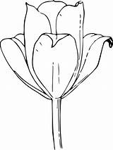 Tulip Coloring Pages Printable Kids sketch template