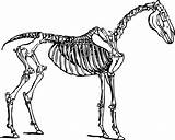 Horse Skeleton Bones Anatomy Pixabay Torso Vector sketch template