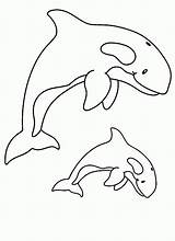 Orca Wal Baleine Killer Animaux Malvorlagen Coloriage Nähen Coloriages sketch template
