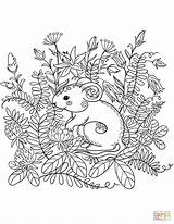 Coloring Pages Forest Animals Mouse Book Animal Printable Brilliant Birijus sketch template
