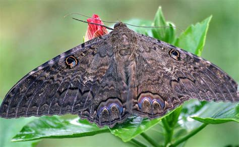 Large Weird Moth Descends On O C Orange County Register