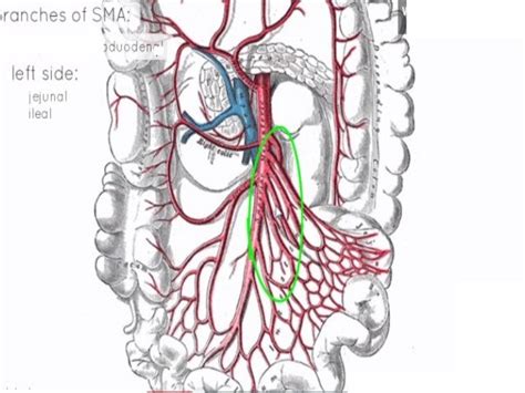 anatomy superior mesenteric artery