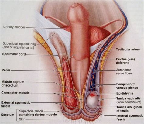 Female Anatomy Diagram