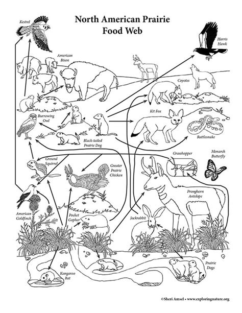 coloring pages food chain  ecologists   forester