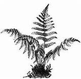 Fern Ferns sketch template