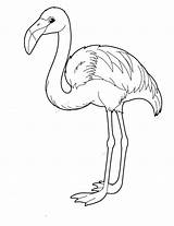Flamingo Coloring Pages Cartoon Drawing Flamingos Animal Printable Pink Getdrawings Wonder sketch template