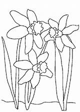 Narzisse Daffodil Ausmalbilder Fiori Malvorlage Narcissus Paperwhite Fiore Malvorlagen Designlooter Dibujo sketch template