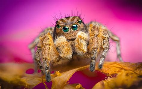 jumping spiders images