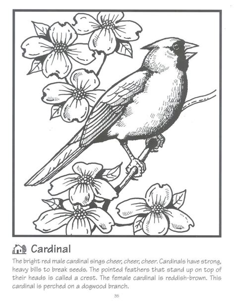 image result  red cardinal coloring page cardinal coloring pages