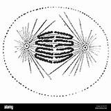 Anaphase Alamy sketch template