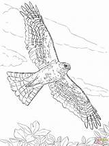 Hawk Ausmalbild Zum Hawks Shinned Rapaci Harris Greifvogel Supercoloring Coopers Silhouetten Falken sketch template